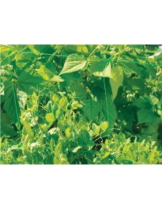 MALLA ENTUTORAR TRELLINET  BOP35   VERDE